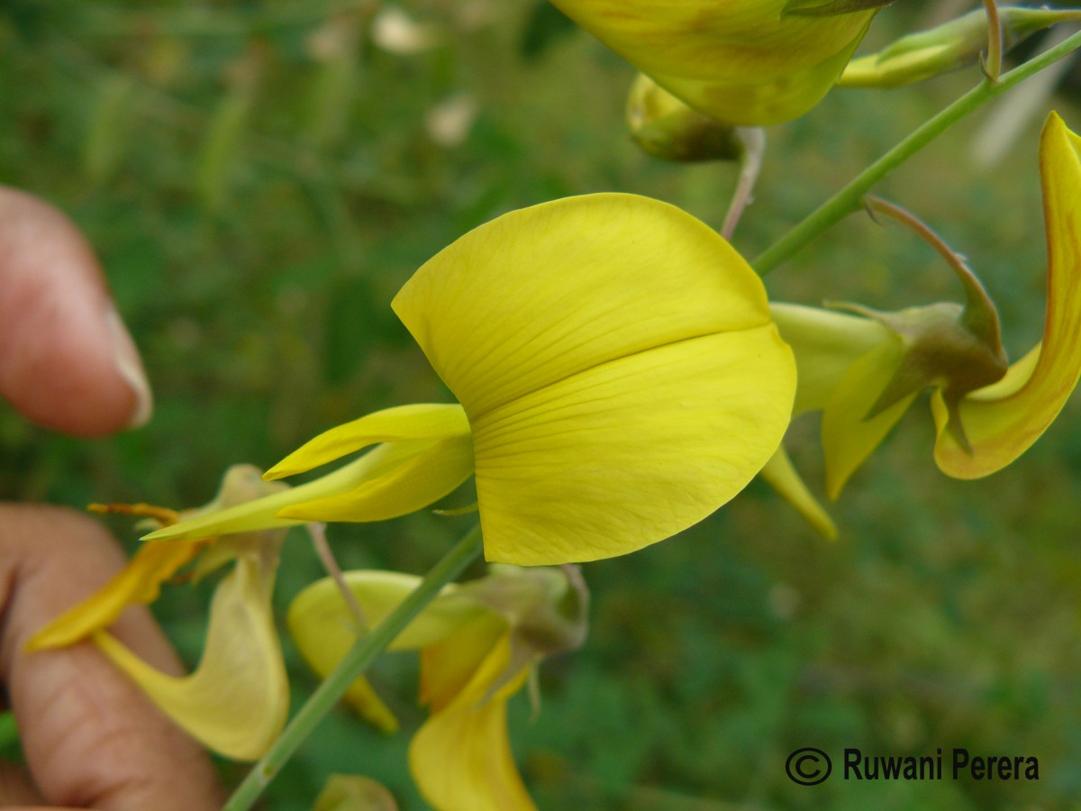 Crotalaria laburnifolia L.